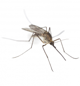 mosquitoweek